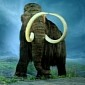 Scientists Get Busy Trying to Clone a Woolly Mammoth, No Joke