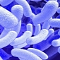 Scientists Get Microbe to Produce Transportation Fuel