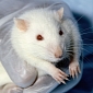 Scientists Give Lab Rats a Sixth Sense via Implants