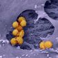 Scientists 'Infected' Staph Bacteria