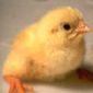 Scientists Make Chickens Regenerate Their Wings