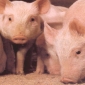 Scientists Produce Healthy Pigs