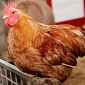 Scientists Receive Grant to Study How Humans Interact with Chickens