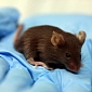 Scientists Successfully Implant False Memories in Mice