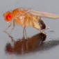 Scientists Train Computers to Analyze the Fruit Fly