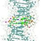 Scientists Uncover Critical Step in DNA Mutation