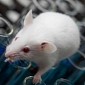 Scientists Use Light to Give Laboratory Mice Amnesia