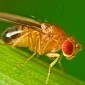 Scientists Use Mind Alteration Device to Make Flies Sing and Moonwalk