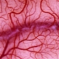 Scientists Use Stem Cells to Grow Blood Vessels in Engineered Tissues