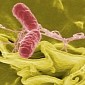 Scientists Want to Use Lethal Salmonella Bacteria to Treat Cancer