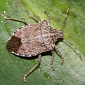 Scientists Warn About Stink Bug Invasion in the US