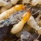 Scientists Worried About Vicious Termites Hooking Up, Having Babies