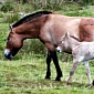 Scotland's Highland Wildlife Park Welcomes Endangered Baby Przewalski's Horse