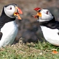 Scotland's Puffins Doing Great Despite the Bad Weather