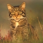 Scotland's Wild Cats Are to Become Extinct in Just a Few Months