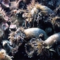 Sea Anemones, the Oceans' Strategists
