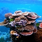 Sea Corals Made Compatible with Human Bones