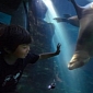 Sea Lion Befriends 5-Year-Old Boy