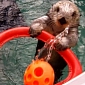 Sea Otter Plays Water Basketball to Ease the Pain Caused by Its Arthritis