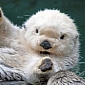 Sea Otters Found to Have Recovered from the 1989 Exxon Valdez Oil Spill