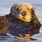 Sea Otters in Monterrey Bay Have an Appetite Fit for Kings [Video]