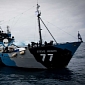 Sea Shepherd Applauds UN Court for Ruling Against Japan's Whaling Program