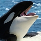 Sea Shepherd Asks People to Help Protect Captive Orca Named Lolita