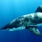 Sea Shepherd Challenges Western Australia's Shark Cull in Court