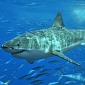 Sea Shepherd Details Its Legal Action Against West Australia's Shark Cull