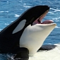 Sea Shepherd Responds to SeaWorld’s Anti-“Blackfish” Open Letter