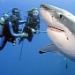 Sea Shepherd Will Regret It If the Shark Cull Is Halted, Colin Barnett Says