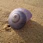 Sea Snail Hatches Inside 4-Year-Old Boy's Knee