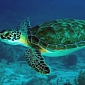 Sea Turtles Eat Twice More Plastic Than They Used to Just 25 Years Ago