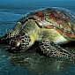 Sea Turtles Suffering from Hypothermia Wash Ashore in Uruguay