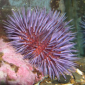 Sea Urchin Genome Surprisingly Similar to Human Genome