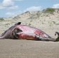 Sea Whale Found Stranded 1,000 mi (1,600 km) Deep into the Amazon