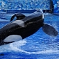 SeaWorld Administers Psychoactive Drugs to Whales, Leaked Documents Prove