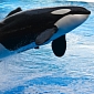SeaWorld Announces Plans to Install Treadmills for Whales