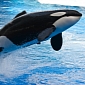 SeaWorld Is Gravely Upset About “Blackfish,” Says the Movie Is “Inaccurate and Misleading”