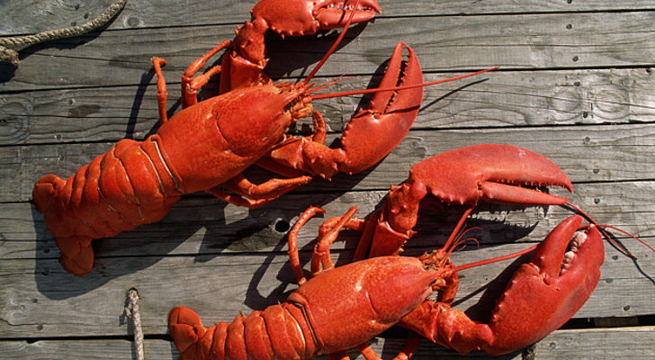 Seafood Plant in Maine Accused of Horrific Cruelty to Lobsters and Crabs