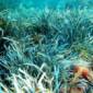 Seagrass Meadows at Danger of Disappearing