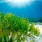 Seagrass Might Help Us Fight Back Ocean Acidification