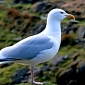 Seagull Keeps Flying in Spite of Arrow Stuck in Its Body