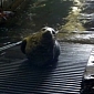 Seal Boards Royal Navy Vessel, Spends Half an Hour Watching the Crew