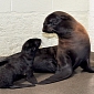Seal Pup Born at New England Aquarium Is a Girl