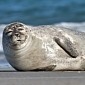 Seals Love and Adore Offshore Wind Farms, Evidence Indicates