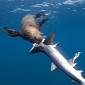Seals Sometimes Attack and Kill Sharks, Even Feed on Them