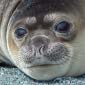 Seals Were Born Scuba Divers