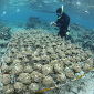 Seaweed Kills Corals on Contact