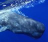 Secret Revealed: How Can Sea Mammals Hold Their Breath for Hours
